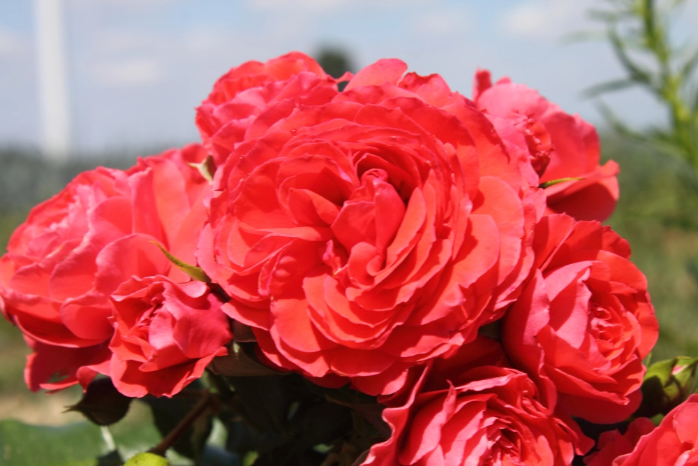 Beetrose 'Cherry Girl®', 30 bis 60 cm Höhe, kirschrot Cover